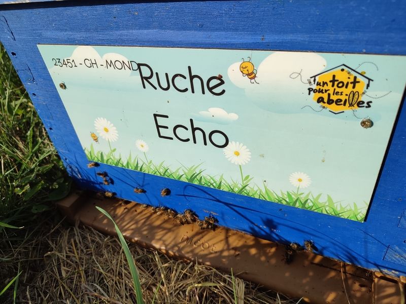 La ruche Echo