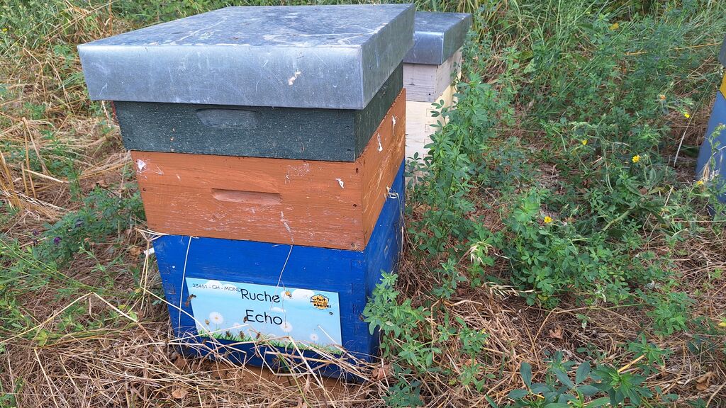 La ruche Echo