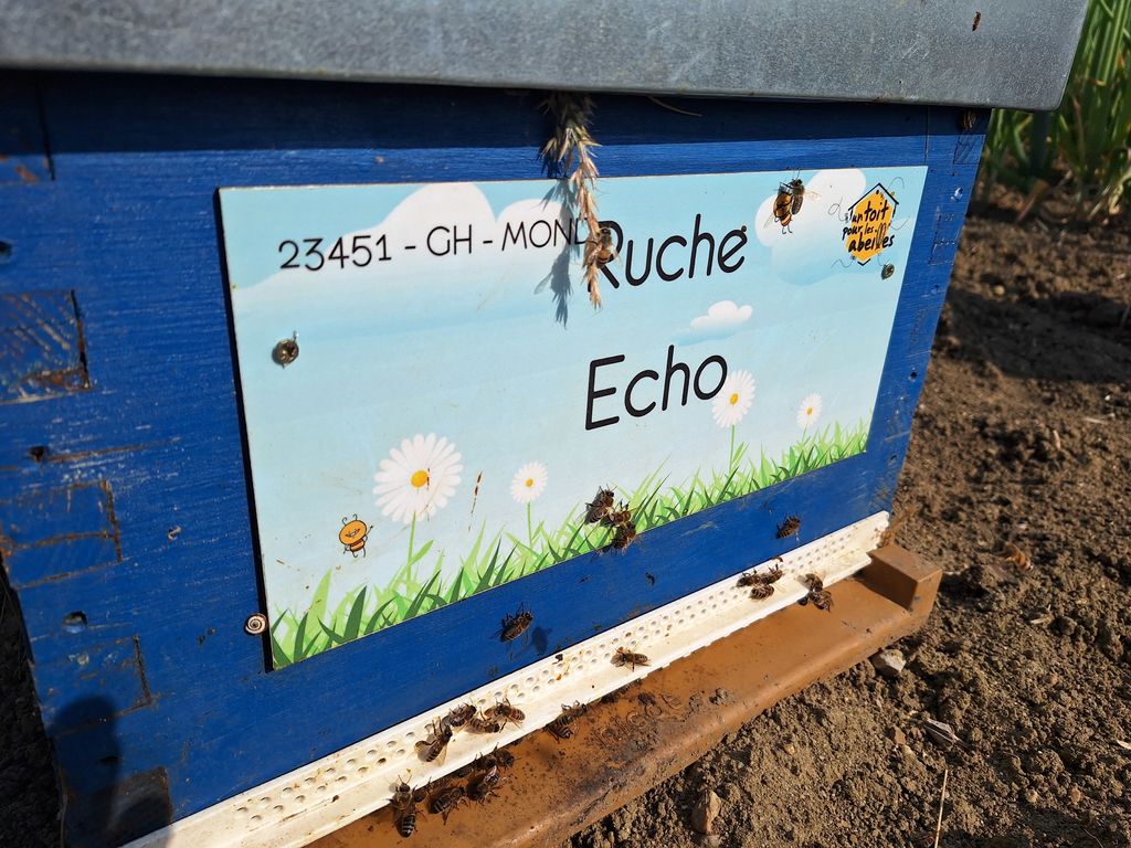 La ruche Echo
