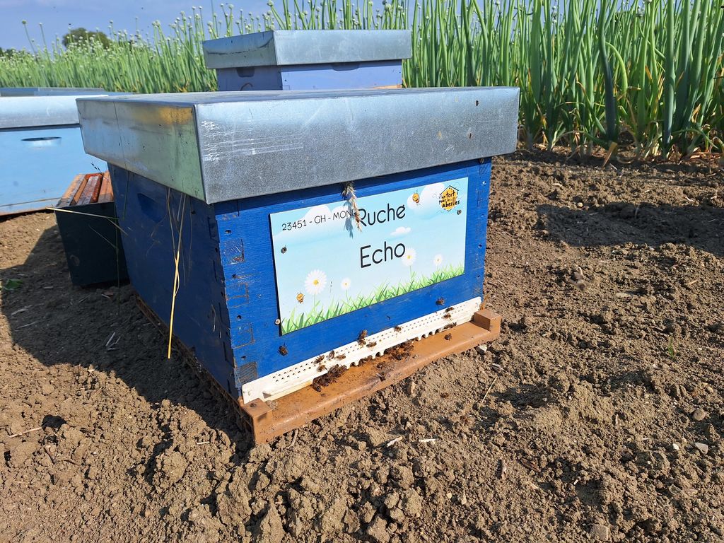 La ruche Echo