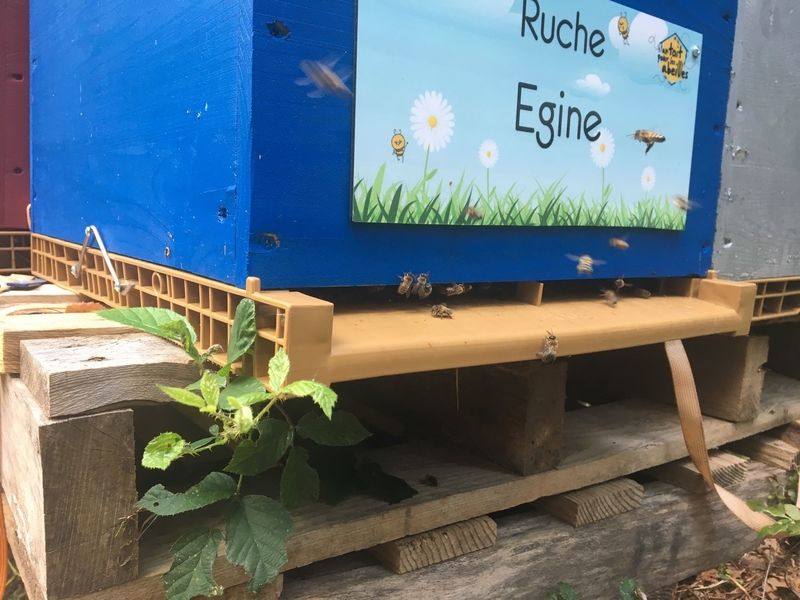 La ruche Egine