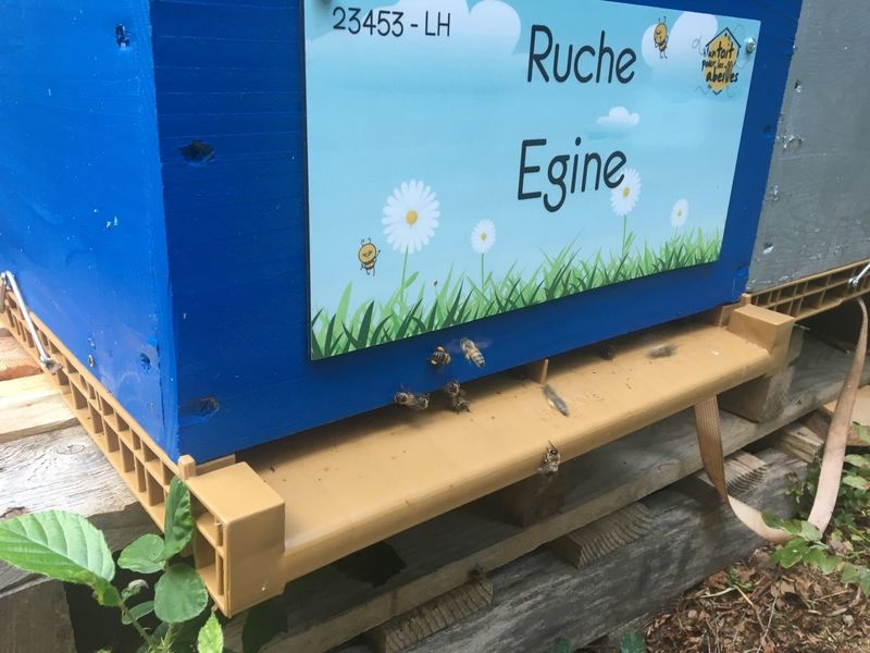 La ruche Egine