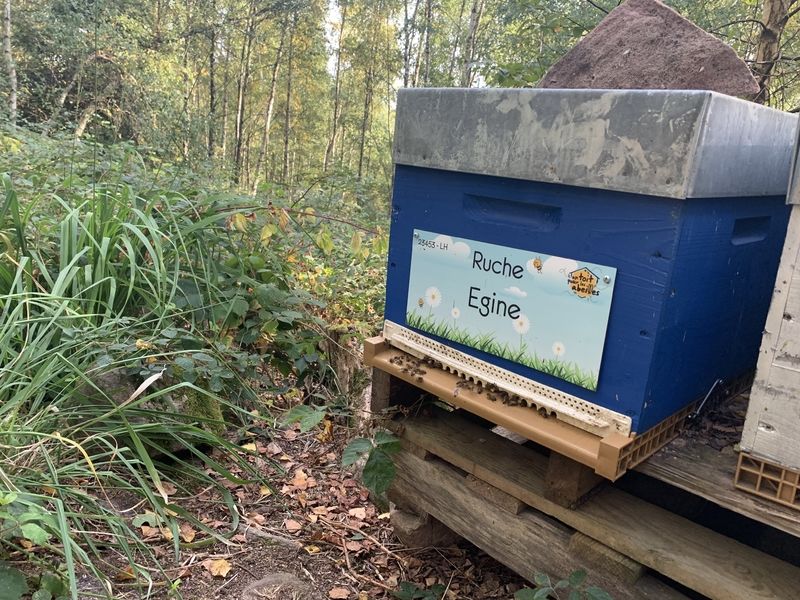 La ruche Egine
