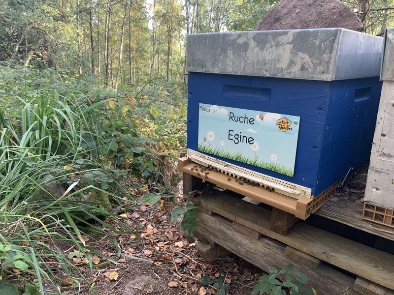 La ruche Egine