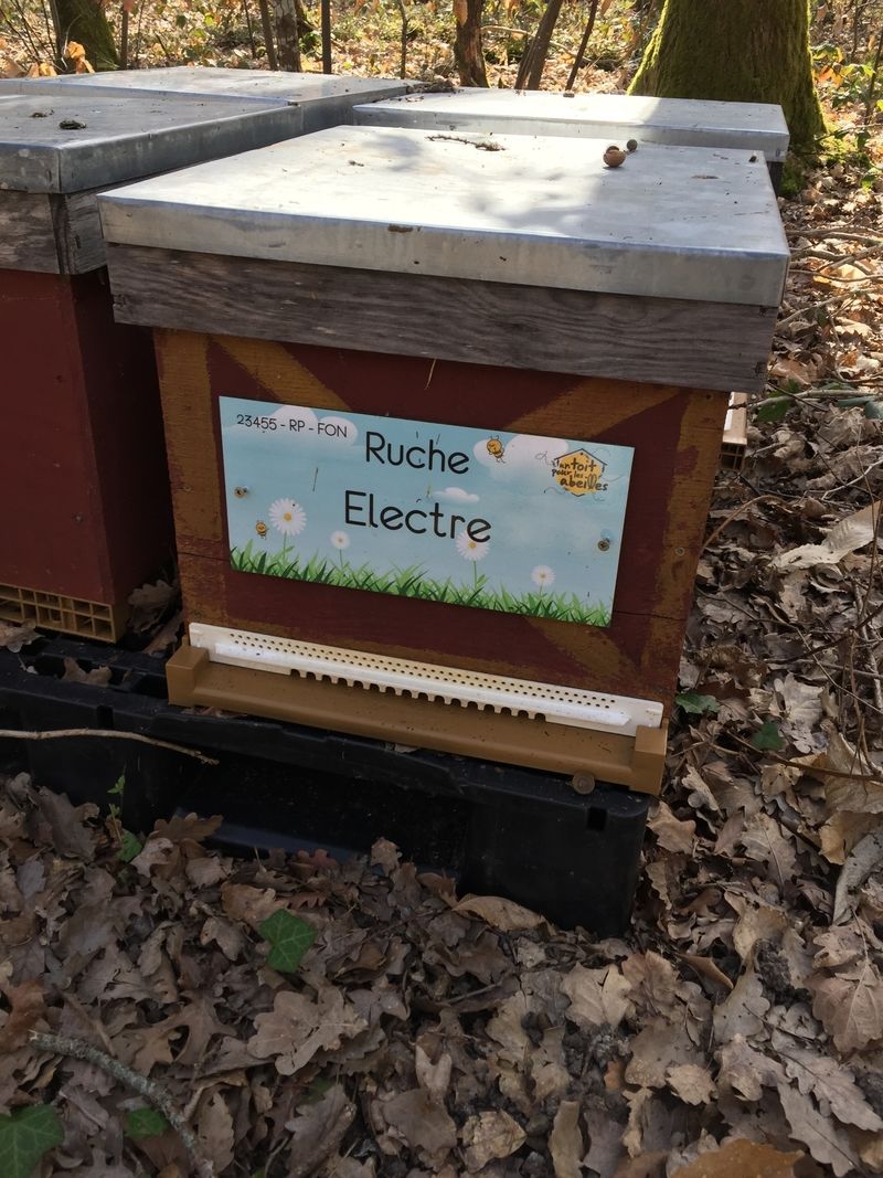 La ruche Electre