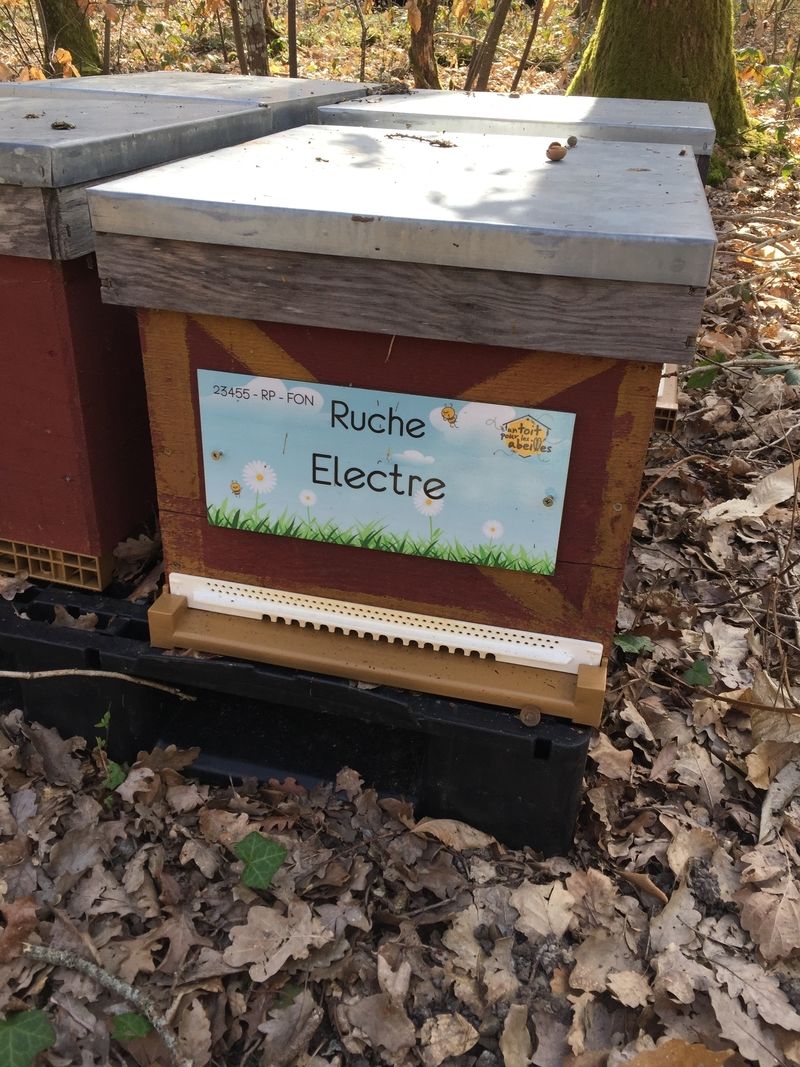 La ruche Electre