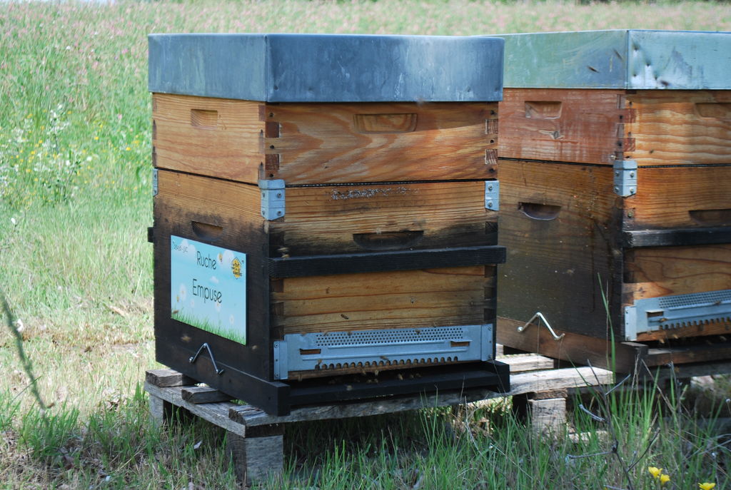 La ruche Empuse