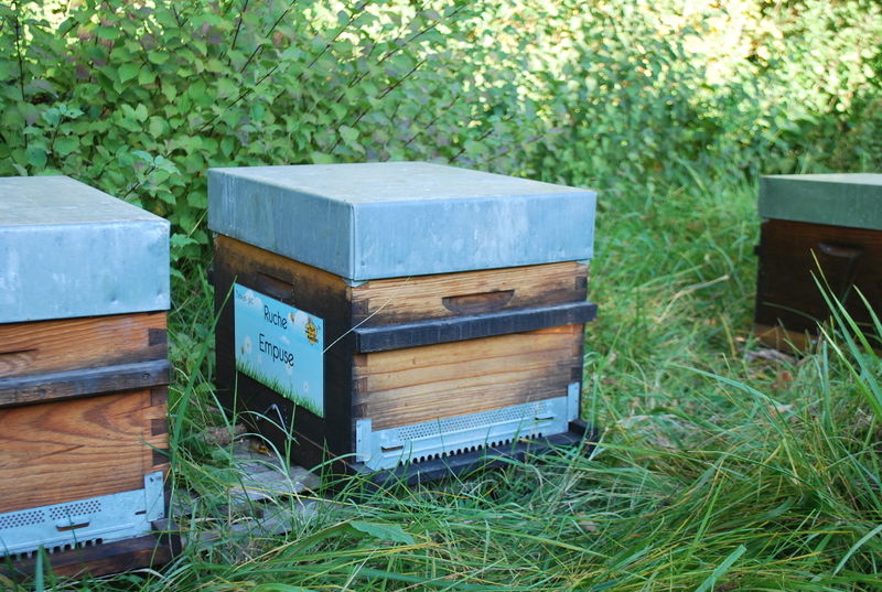 La ruche Empuse