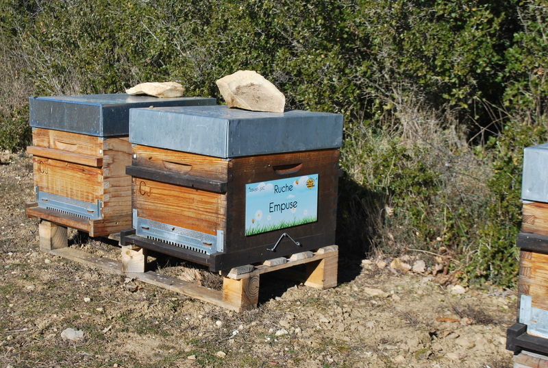 La ruche Empuse