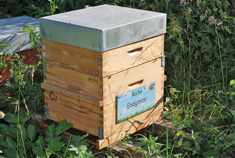 La ruche Endymion