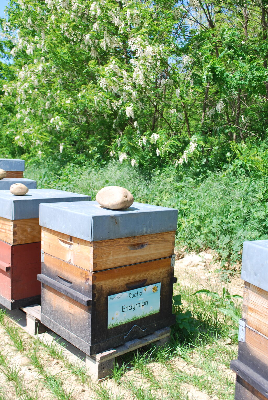 La ruche Endymion