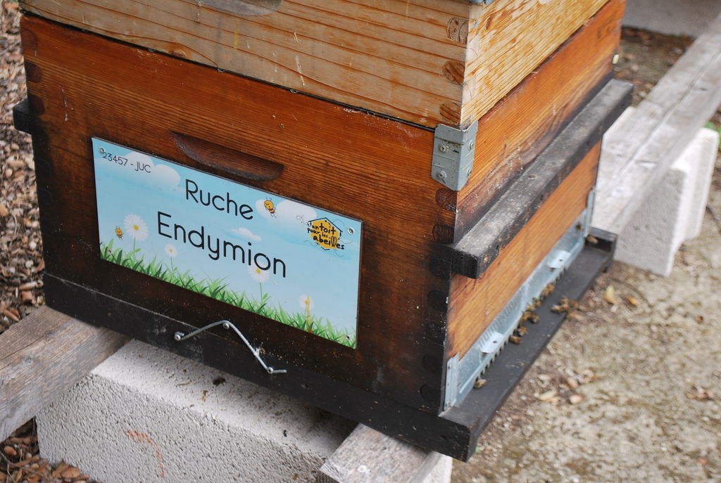 La ruche Endymion