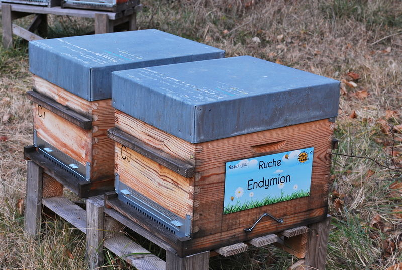 La ruche Endymion