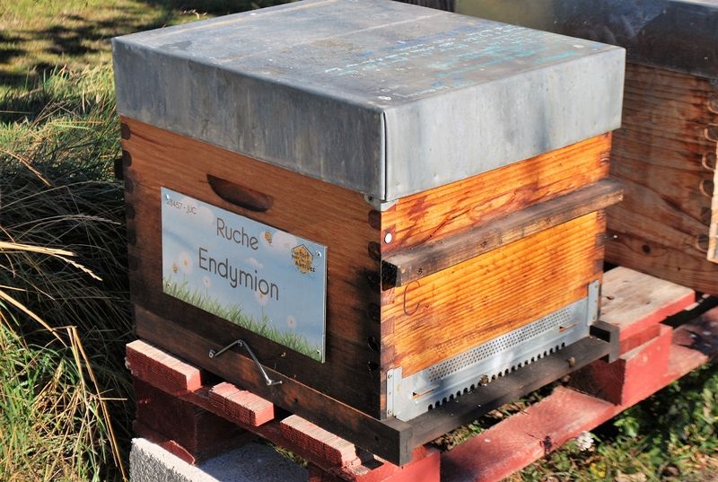 La ruche Endymion