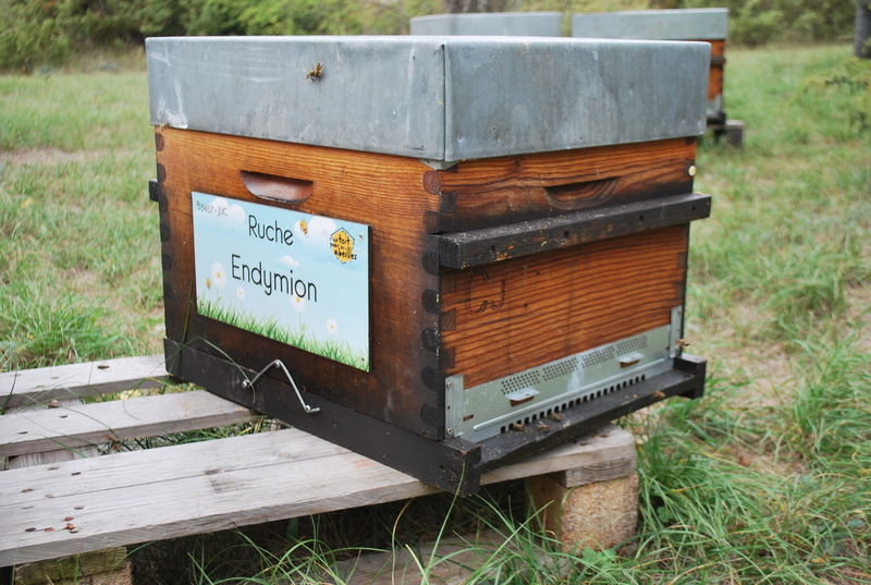 La ruche Endymion