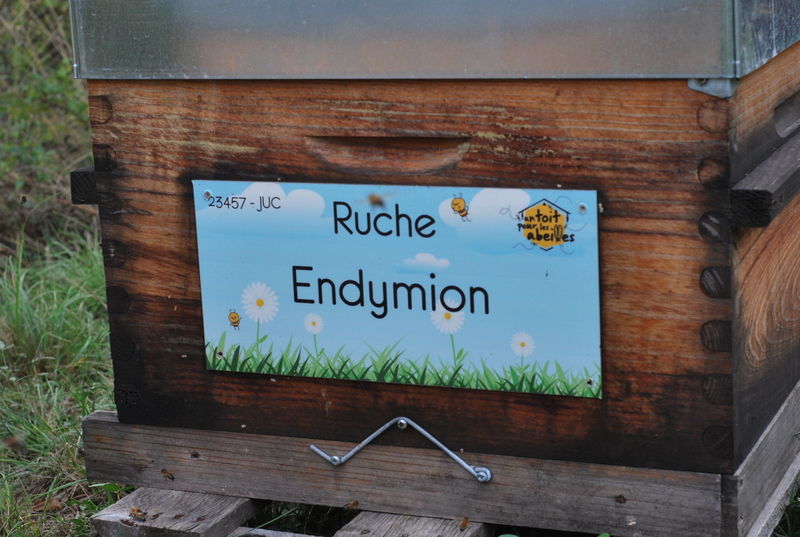 La ruche Endymion