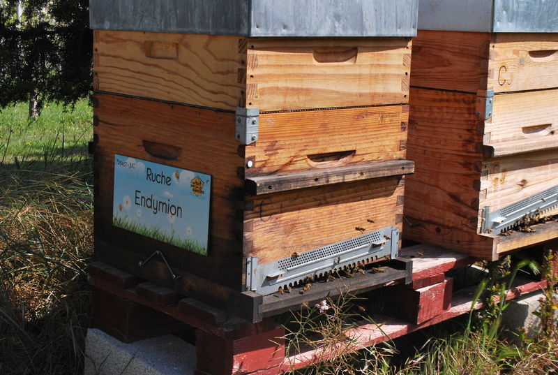 La ruche Endymion