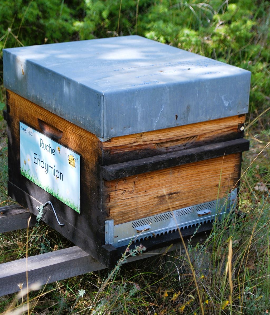 La ruche Endymion