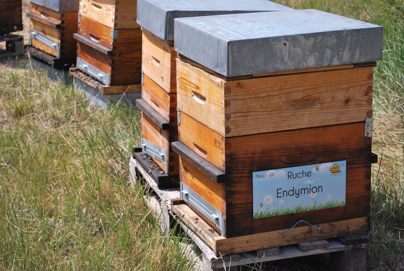 La ruche Endymion