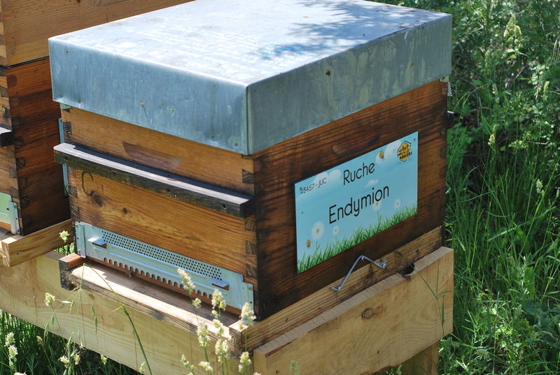 La ruche Endymion