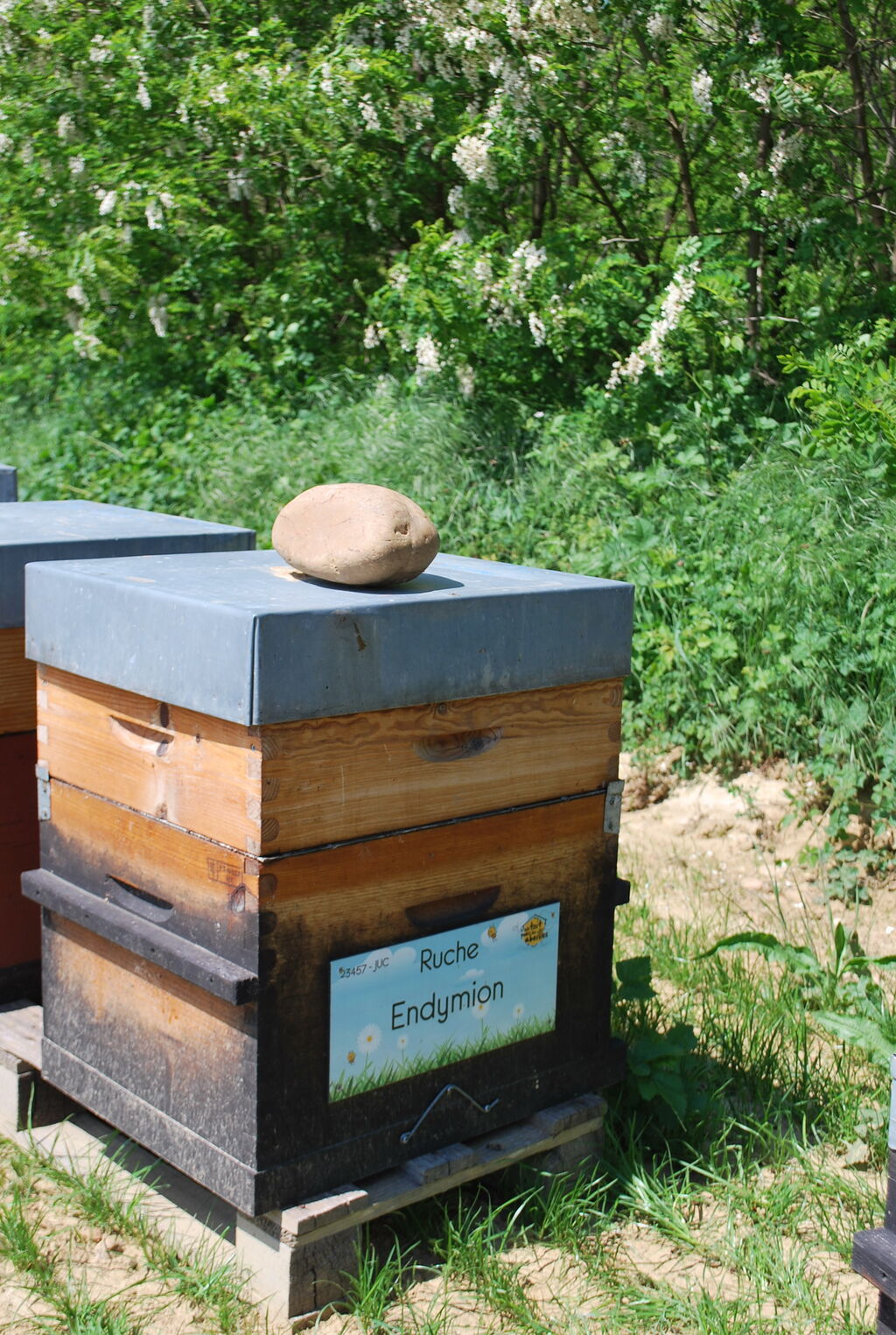 La ruche Endymion