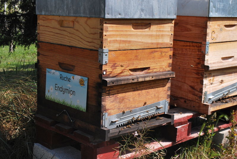 La ruche Endymion