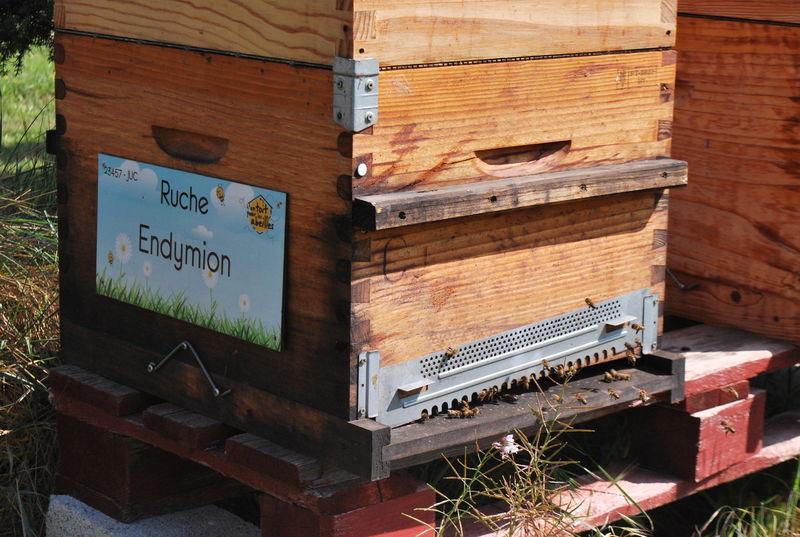 La ruche Endymion