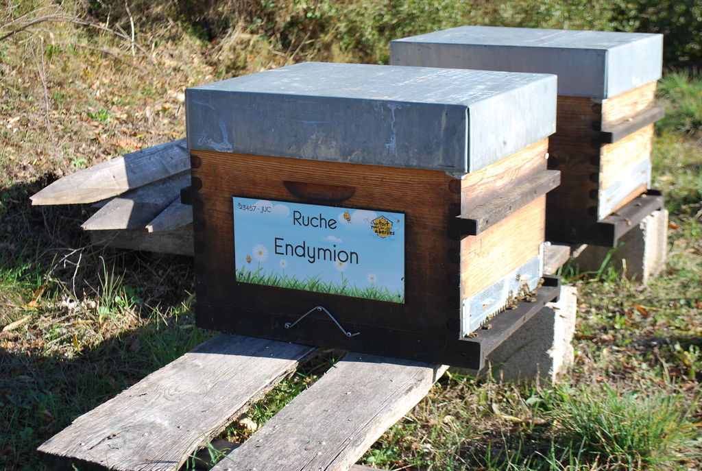 La ruche Endymion