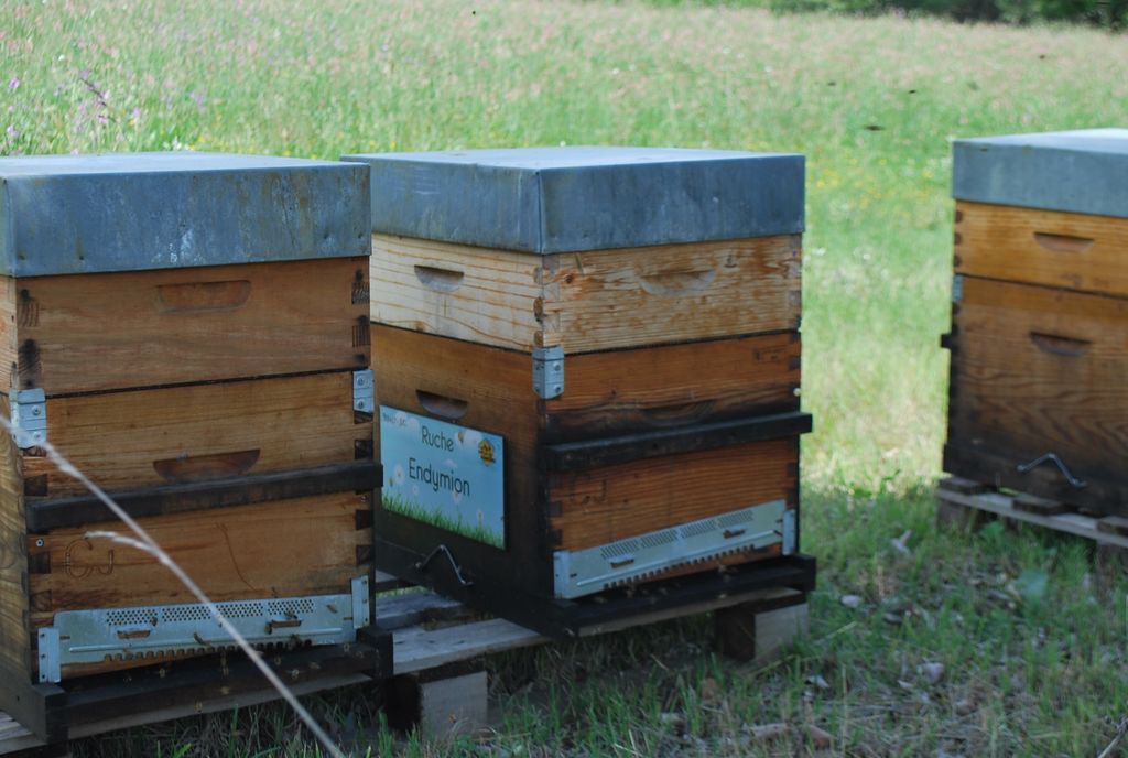 La ruche Endymion