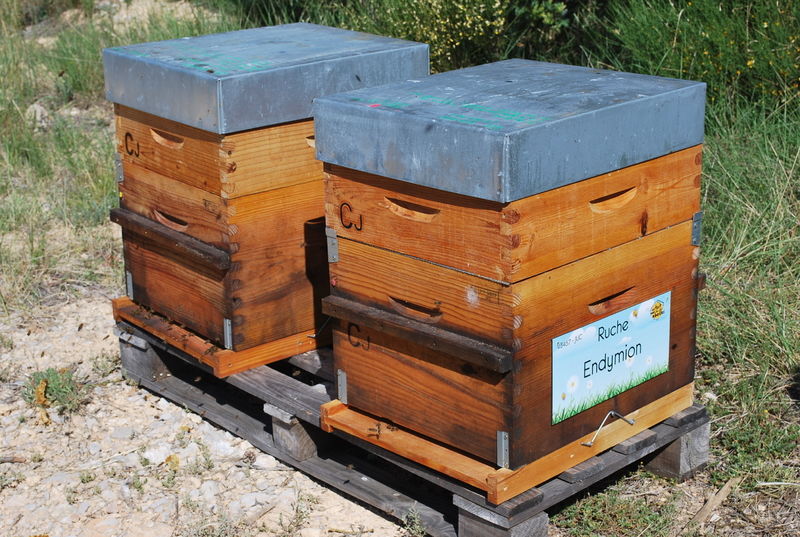 La ruche Endymion
