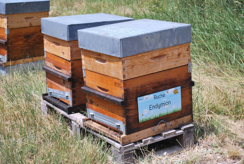 La ruche Endymion