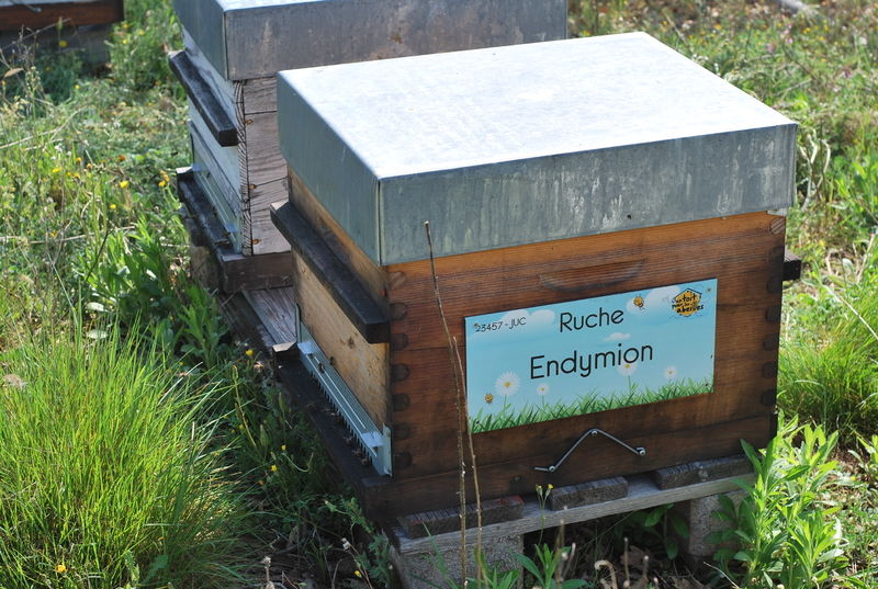La ruche Endymion