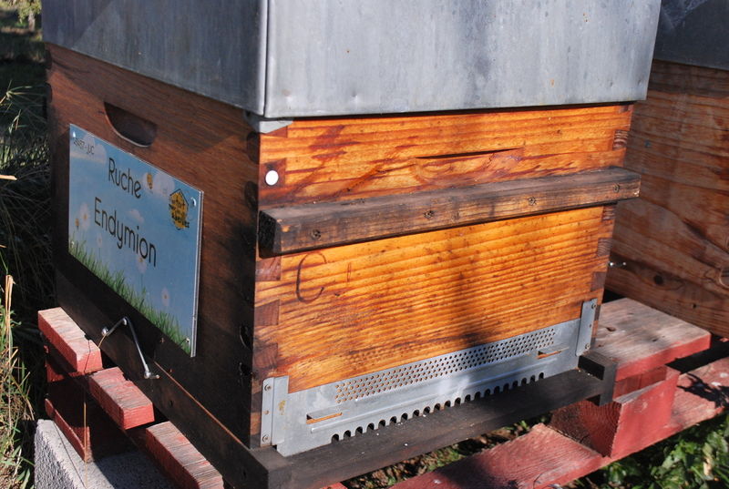 La ruche Endymion