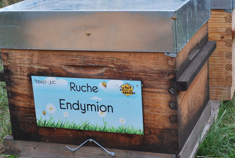 La ruche Endymion