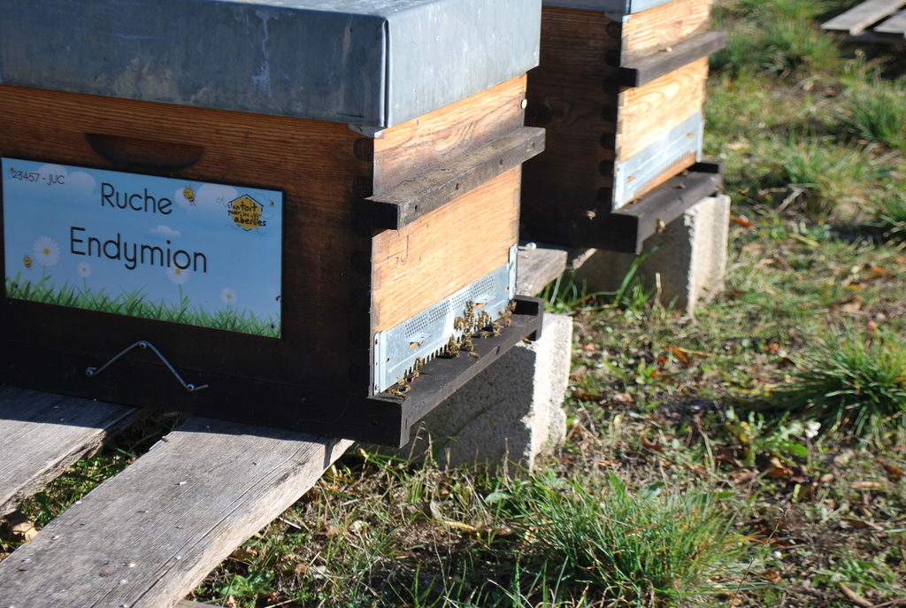 La ruche Endymion