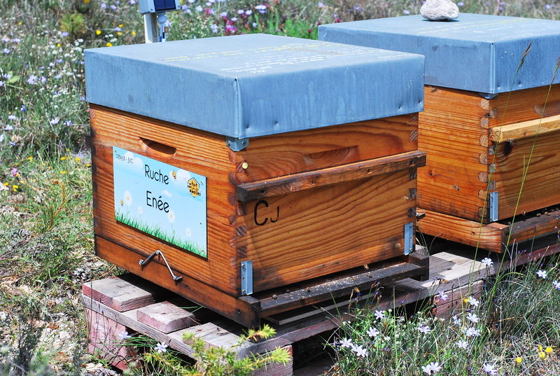 La ruche Enée