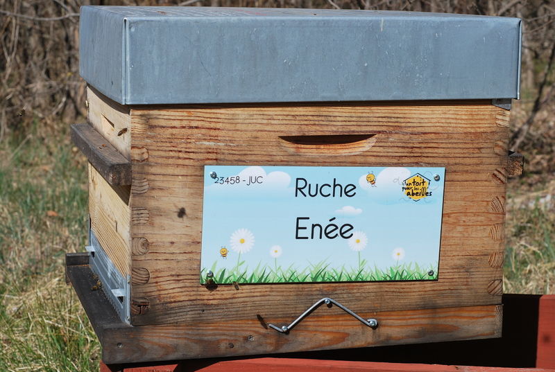 La ruche Enée