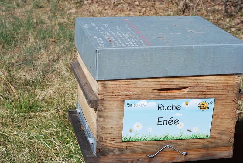 La ruche Enée