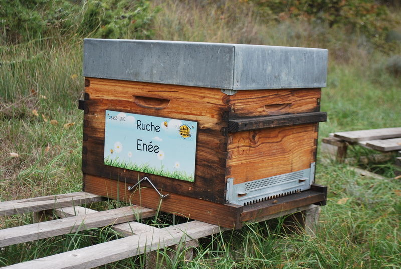La ruche Enée