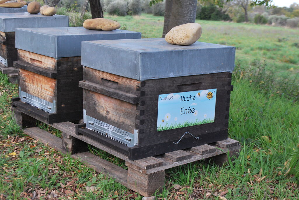 La ruche Enée