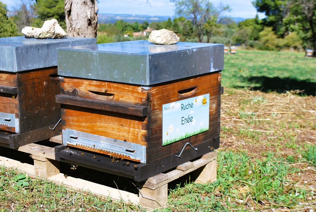 La ruche Enée