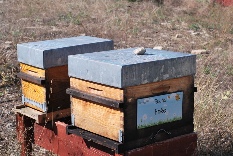 La ruche Enée