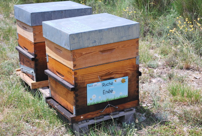 La ruche Enée