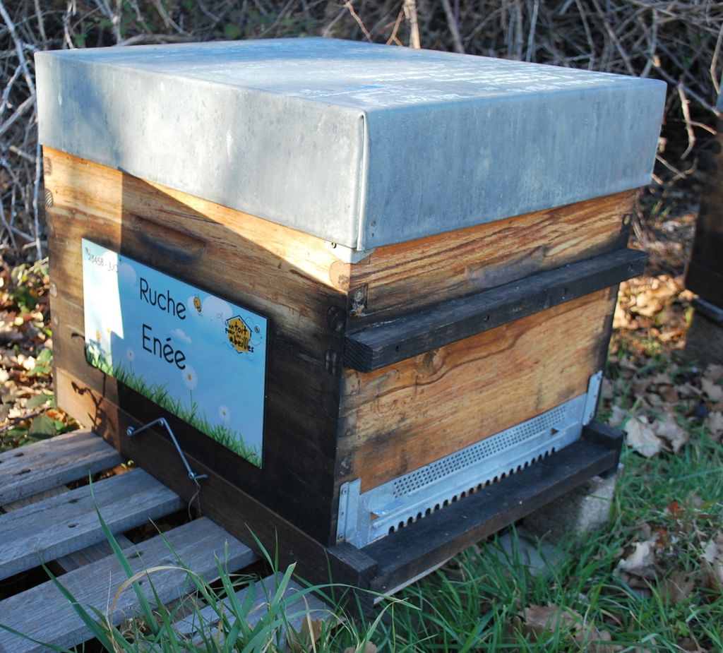 La ruche Enée