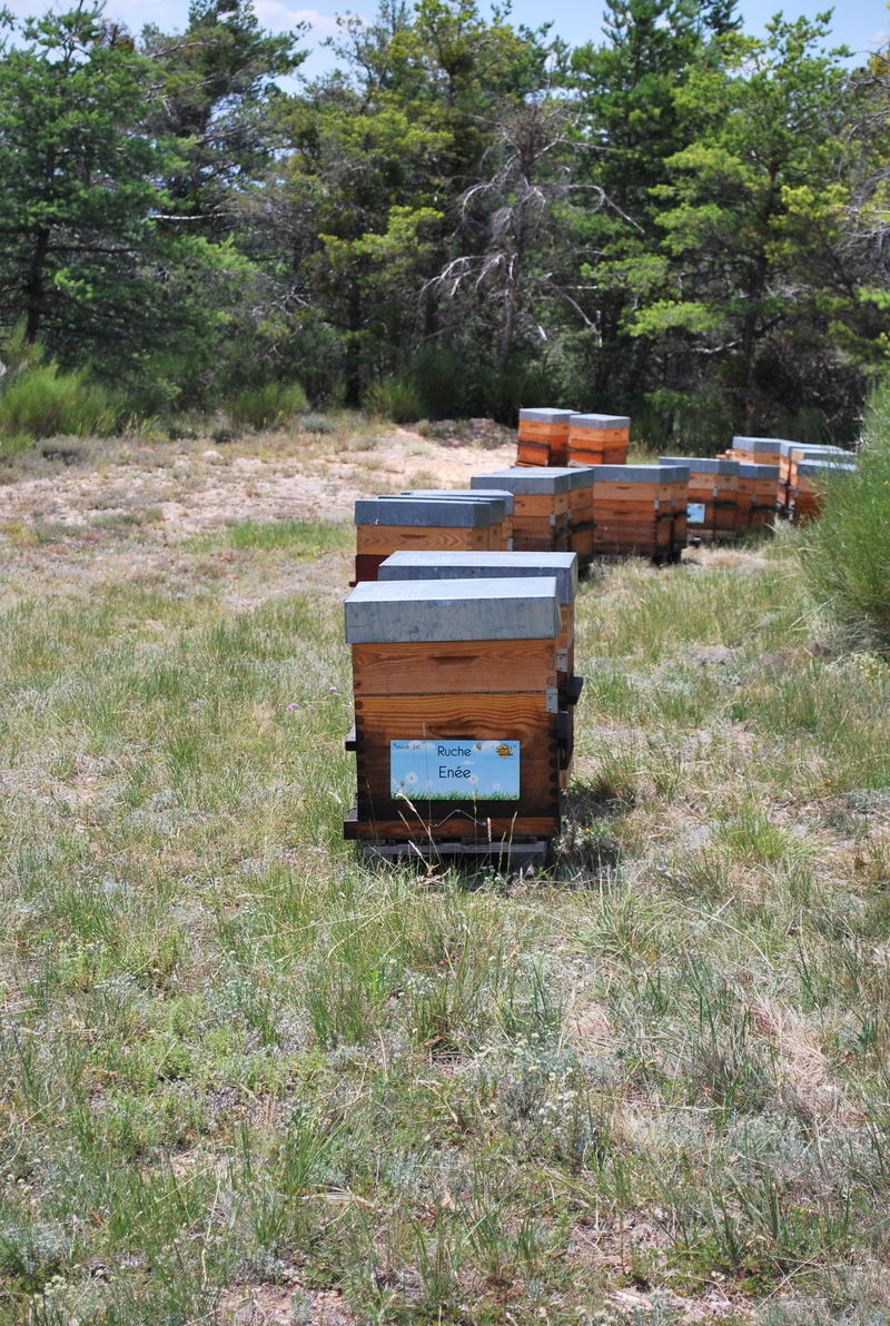 La ruche Enée