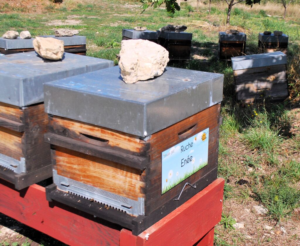 La ruche Enée