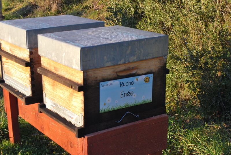 La ruche Enée