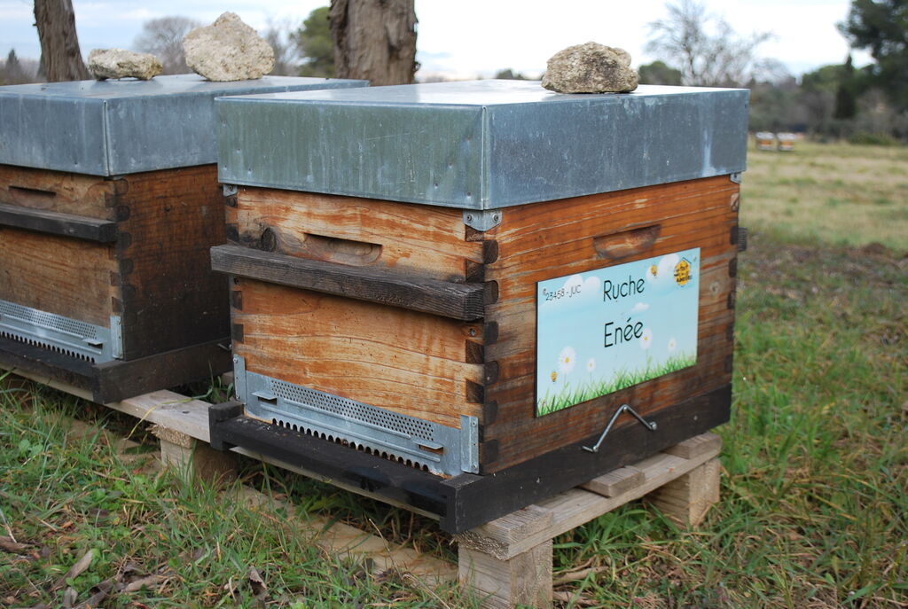 La ruche Enée