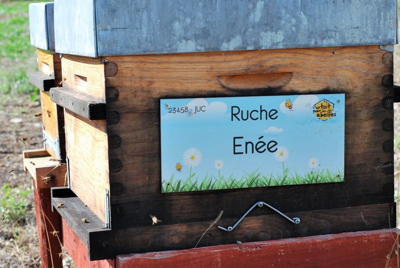 La ruche Enée
