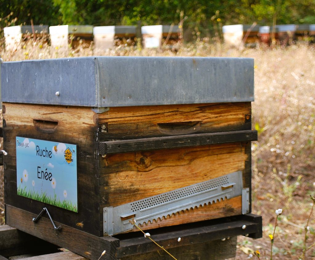 La ruche Enée
